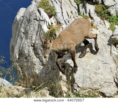 Female wild alpine ibex - steinbock portrait