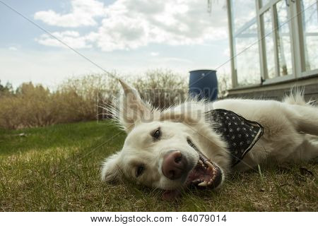 Happy Dog