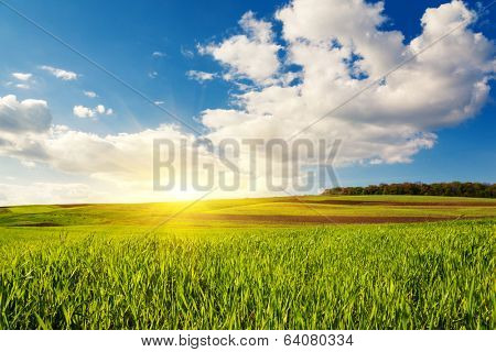 Beautiful sunny day in the field with blue sky. Overcast sky. Ukraine, Europe. Beauty world. 