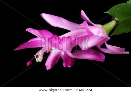 Schlumbergera Truncata.