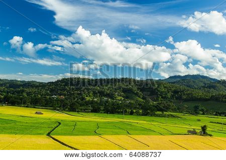 Rice  Field