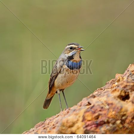 Male Bluethroat