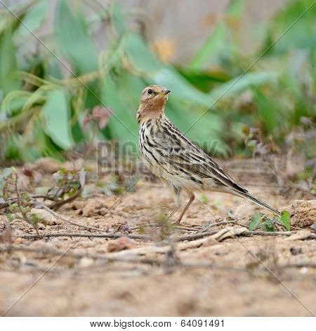 Red-throated Pipit