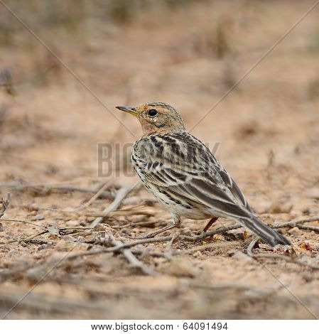 Red-throated Pipit