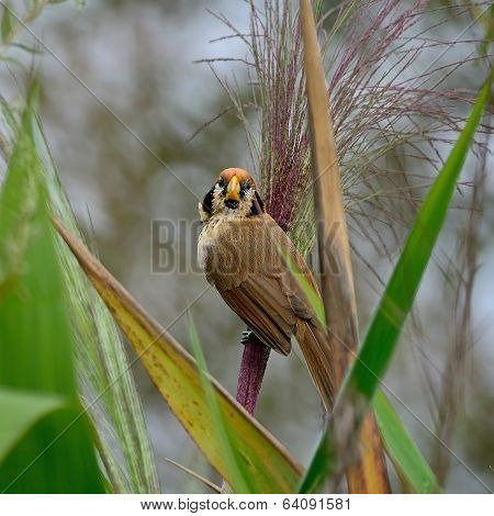 Spot-breasted Parrotbill