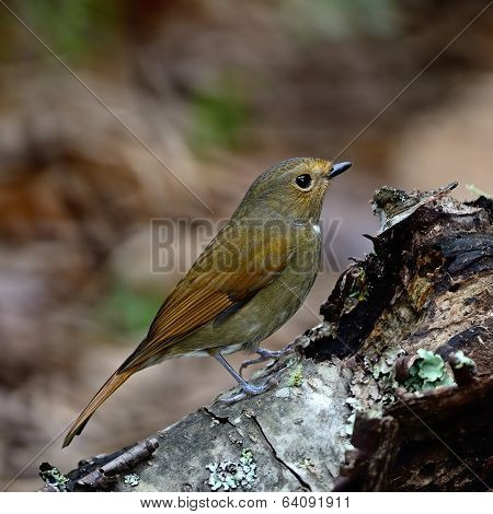 Female Rufous-bellied Niltava