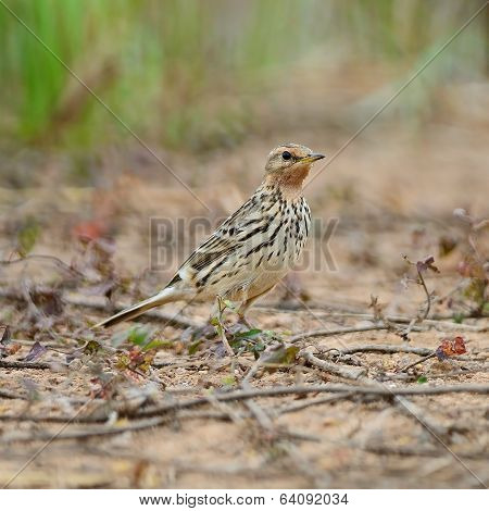 Red-throated Pipit