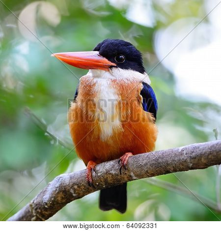 Black-capped Kingfisher