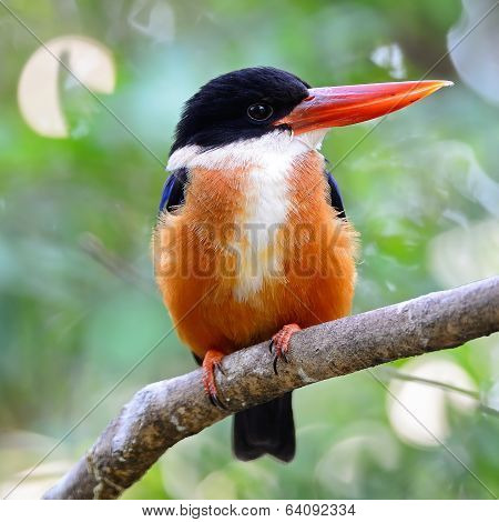 Black-capped Kingfisher