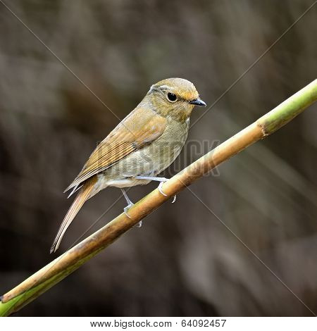 Female Rufous-bellied Niltava