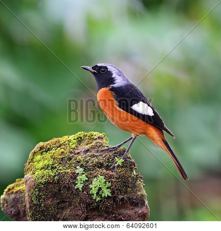 Male Daurian Redstart