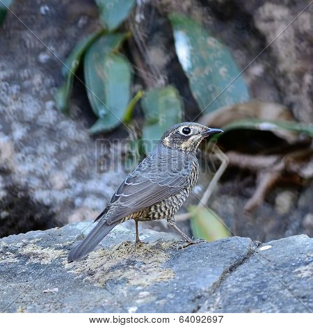 Female Chestnut-bellied Rock-thrush