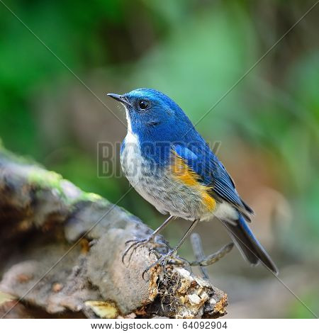 Male Himalayan Bluetail