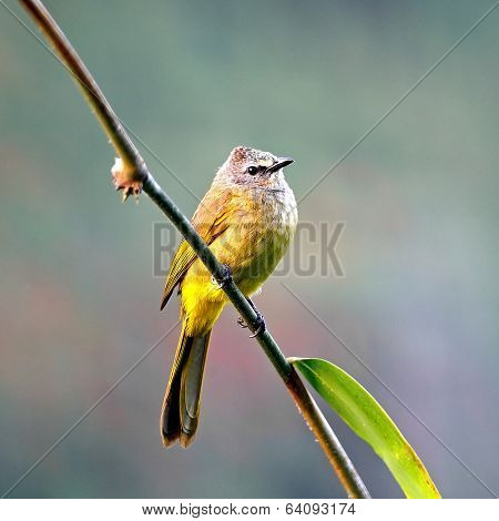 Flavescent Bulbul