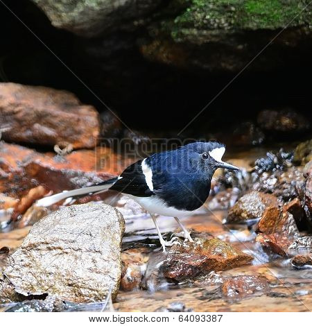 White-crowned Forktail