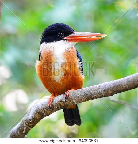 Black-capped Kingfisher