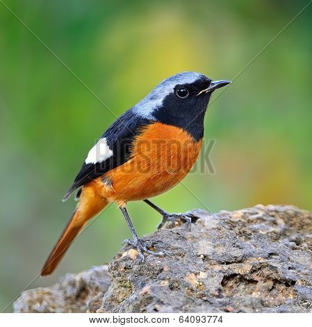Male Daurian Redstart