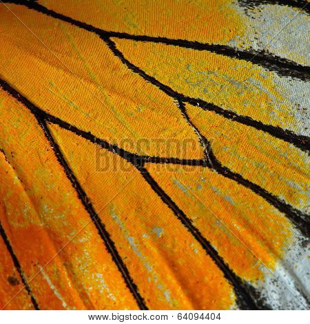 Butterfly Wing