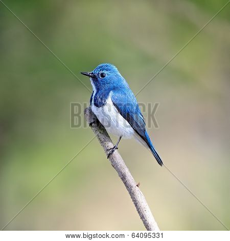 Male Ultramarine Flycatcher