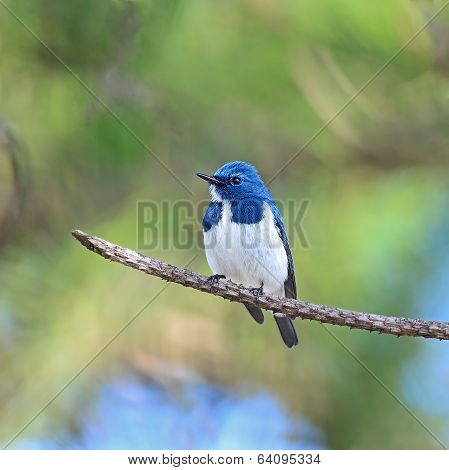 Male Ultramarine Flycatcher