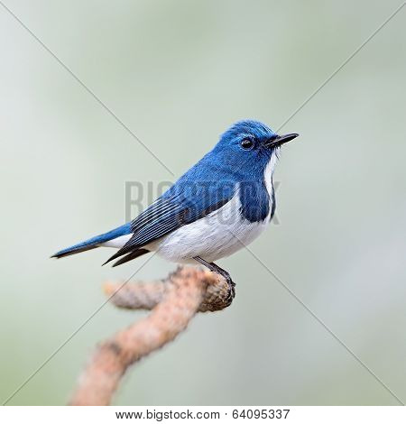 Male Ultramarine Flycatcher