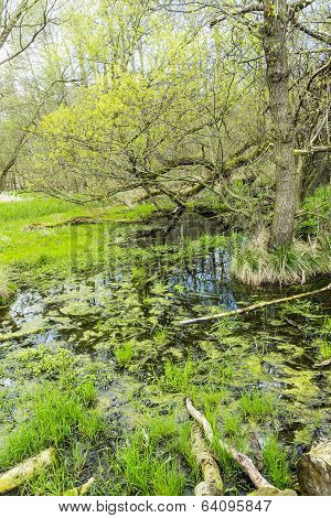 Romantic Forest In The Nature Park Gnitz