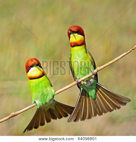 Chestnut-headed Bee-eater