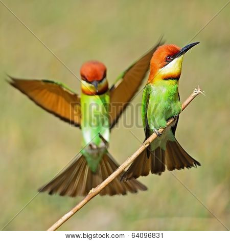 Chestnut-headed Bee-eater