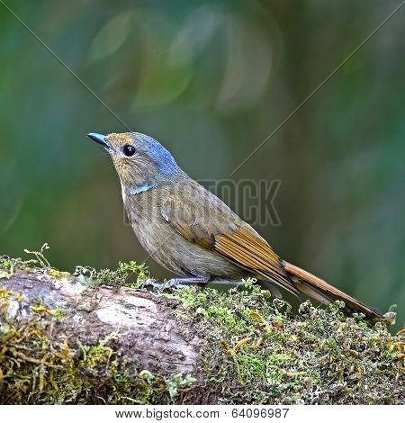 Female Rufous-bellied Niltava
