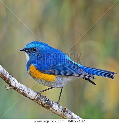 Male Himalayan Bluetail