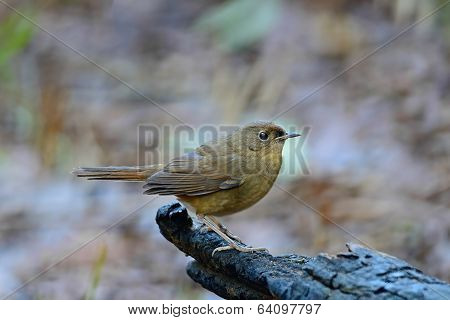 Female White-bellied Redstart