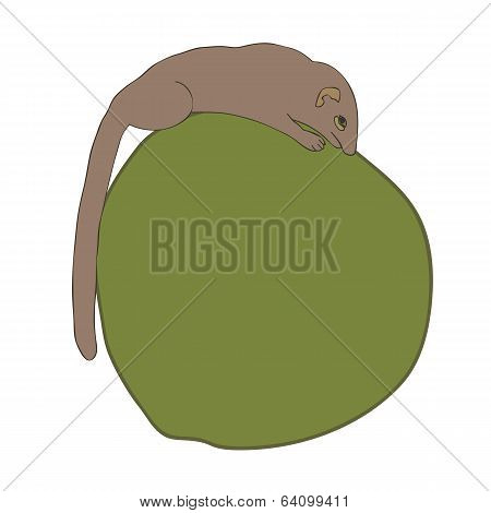 Tree Shrew