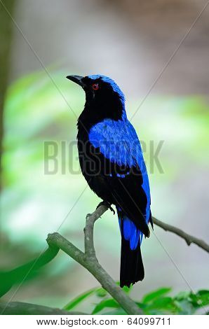 Male Asian Fairy Bluebird