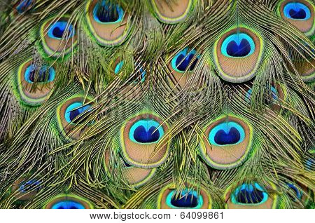 Male Green Peacock Feathers