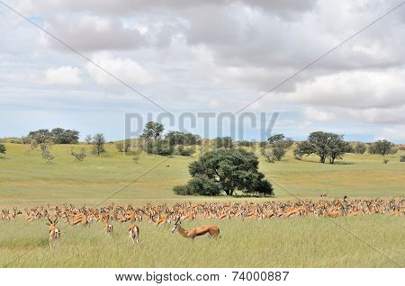 Springbok Herd