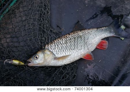 Chub caught on plastic lure lying in fishing net