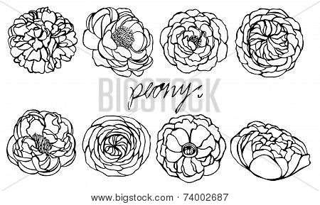 Peony Vector
