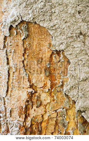 Termite Nest On Bark