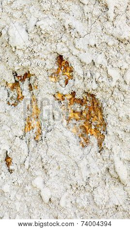 Termite Nest On Bark
