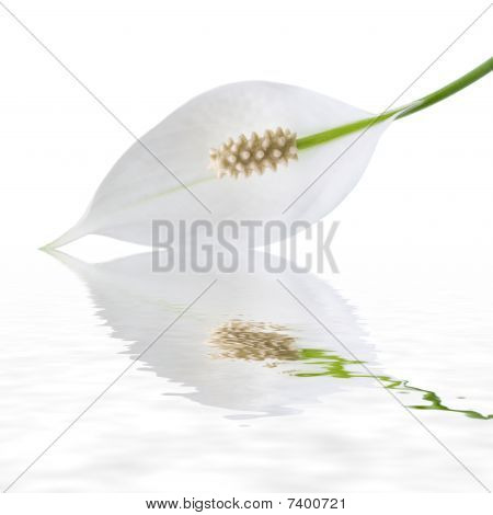 reflexão de flor