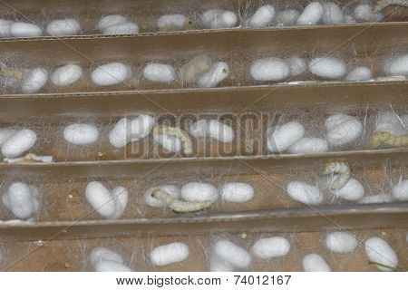 silk worm cultivation