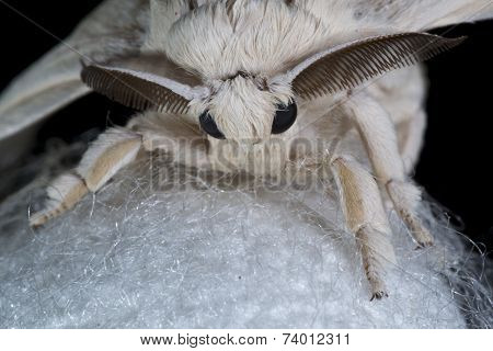 silk worm moth 02