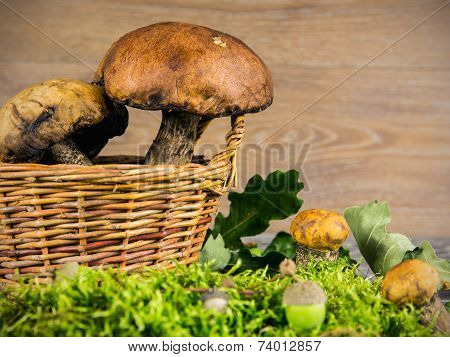Fresh Forest Mushrooms