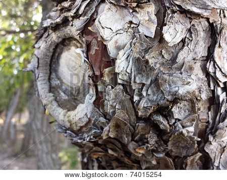 Tree trunk