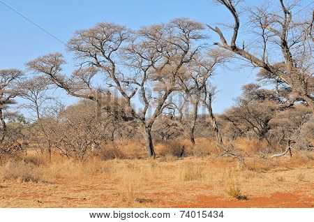 Acacia And Grass Landscape