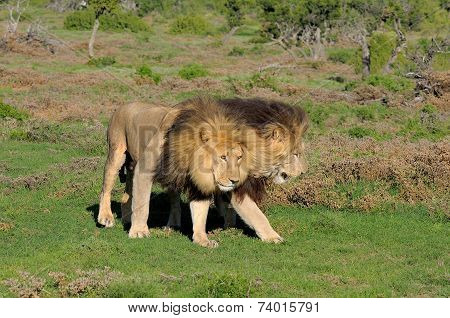 Two Kalahari Lions Playing In The Addo Elephant National Park