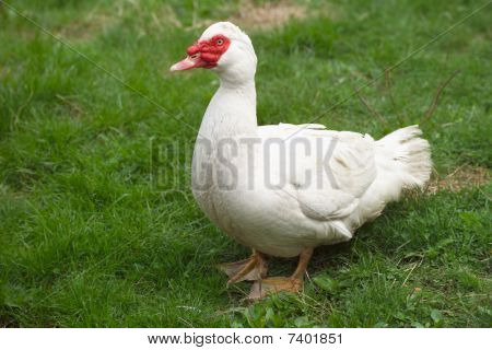 gęś