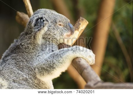 Koala by itself eating.