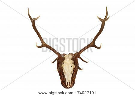 Majestic Red Deer Stag Hunting Trophy