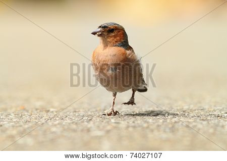 Male Common Chaffinch On Park Alley
